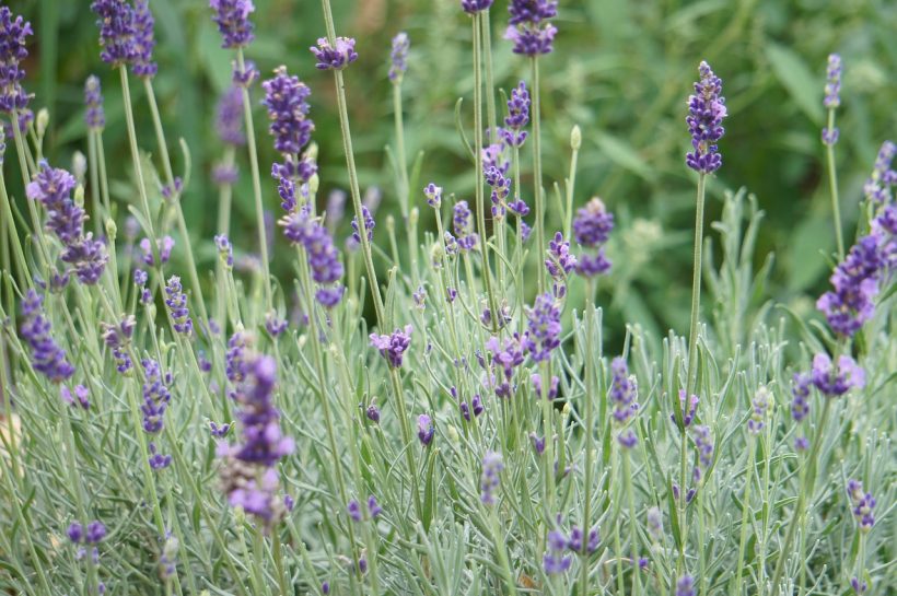 lavanda jardín